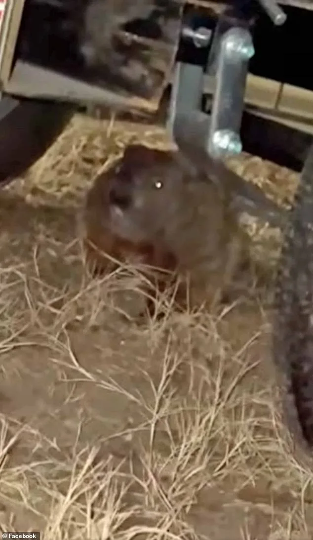 Groundhog Causes $4,900 in Damage to Student's SUV, Leaving Family and Insurance Provider Baffled