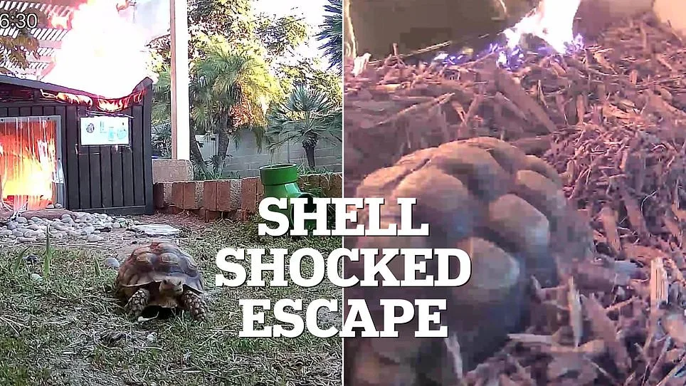 Unattended Lamp Sparks Fire in Tortoise Enclosure, Raising Zoo Safety Concerns