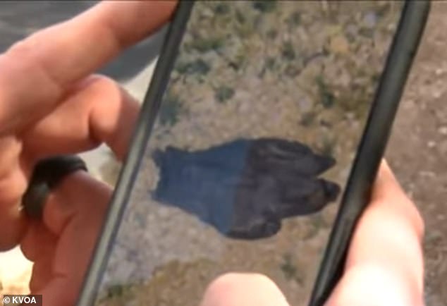 Bloody Glove Discovery in Tucson Reignites Search for Missing 84-Year-Old Woman