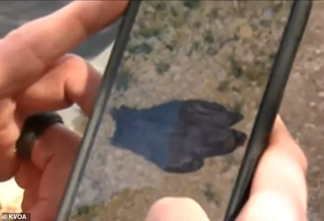 Bloody Glove Discovery in Tucson Reignites Search for Missing 84-Year-Old Woman