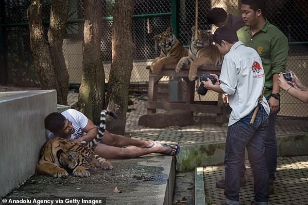 72 Tigers Die from Canine Distemper at Tiger Kingdom Chiang Mai