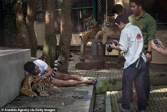 72 Tigers Die from Canine Distemper at Tiger Kingdom Chiang Mai