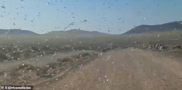 Canary Islands Under Alert as Locusts Threaten Agriculture and Tourism