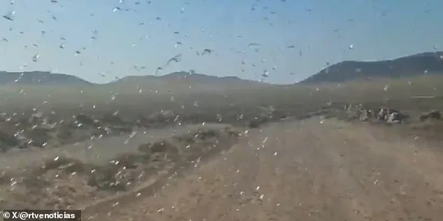 Canary Islands Under Alert as Locusts Threaten Agriculture and Tourism