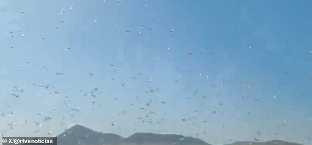 Canary Islands Under Alert as Locusts Threaten Agriculture and Tourism
