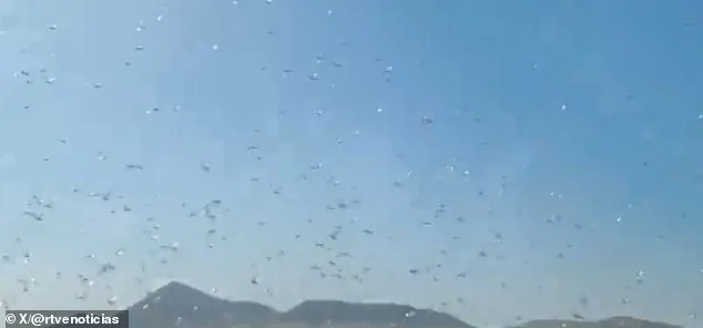 Canary Islands Under Alert as Locusts Threaten Agriculture and Tourism
