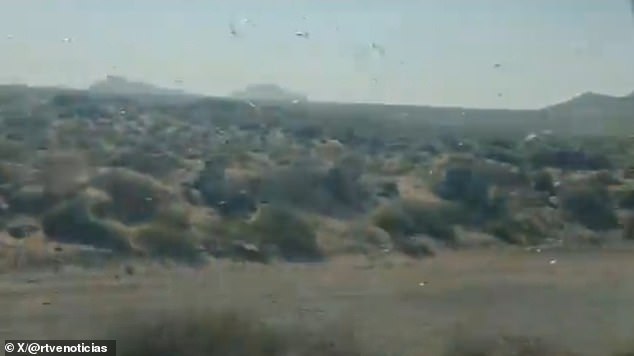 Canary Islands Under Alert as Locusts Threaten Agriculture and Tourism