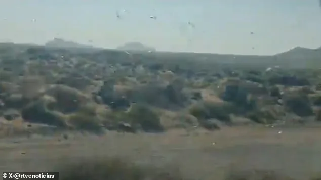 Canary Islands Under Alert as Locusts Threaten Agriculture and Tourism