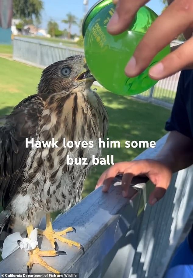 Man Sentenced for Capturing Protected Hawk and Forcing It to Drink Alcohol, Raising Questions About Law Enforcement and Animal Welfare
