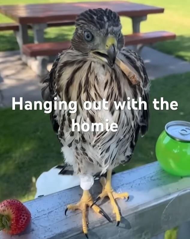 Man Sentenced for Capturing Protected Hawk and Forcing It to Drink Alcohol, Raising Questions About Law Enforcement and Animal Welfare