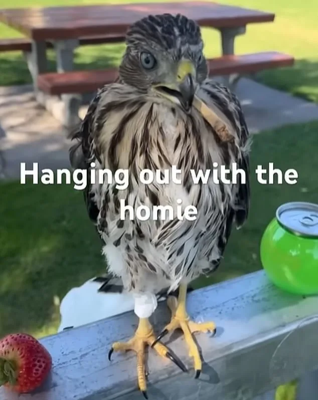 Man Sentenced for Capturing Protected Hawk and Forcing It to Drink Alcohol, Raising Questions About Law Enforcement and Animal Welfare