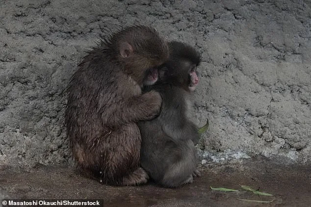 From Isolation to Integration: Punch the Macaque's Successful Bonding with a Plush Toy