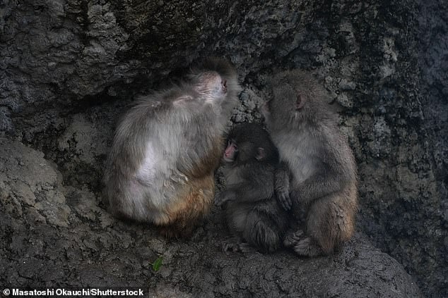 From Isolation to Integration: Punch the Macaque's Successful Bonding with a Plush Toy