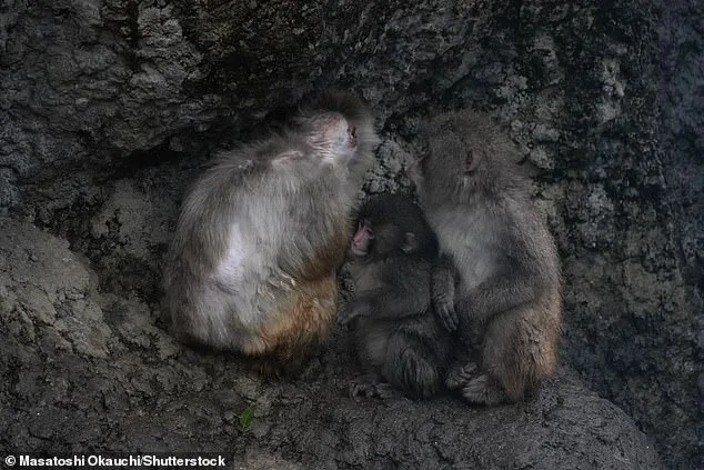 From Isolation to Integration: Punch the Macaque's Successful Bonding with a Plush Toy