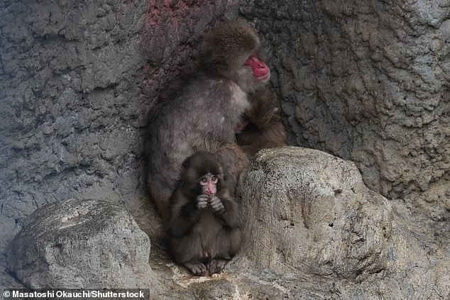 From Isolation to Integration: Punch the Macaque's Successful Bonding with a Plush Toy