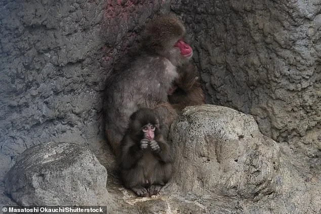 From Isolation to Integration: Punch the Macaque's Successful Bonding with a Plush Toy