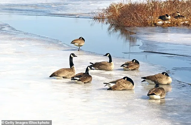 Mystery Illness Sparks Alarm as Thousands of Birds Die Across New Jersey, Delaware