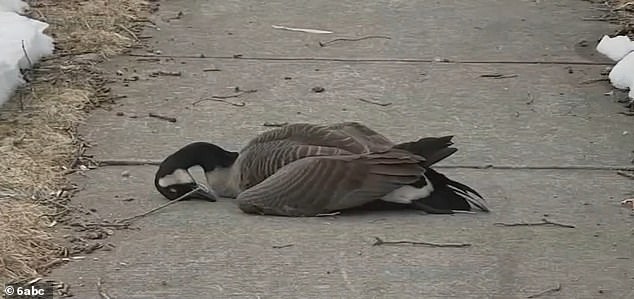 Mystery Illness Sparks Alarm as Thousands of Birds Die Across New Jersey, Delaware