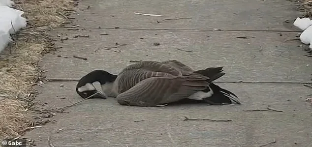 Mystery Illness Sparks Alarm as Thousands of Birds Die Across New Jersey, Delaware