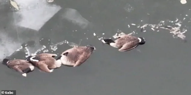 Mystery Illness Sparks Alarm as Thousands of Birds Die Across New Jersey, Delaware