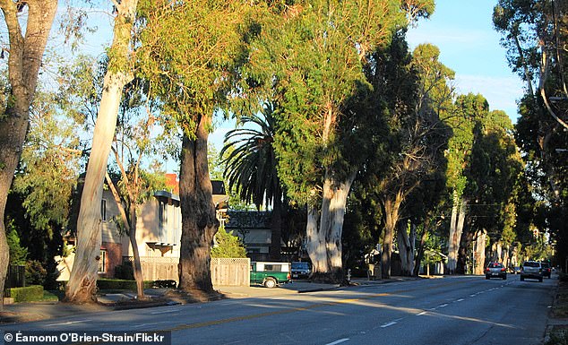 Burlingame's 'City of Trees' Faces Emotional Loss as Iconic Eucalyptus Groves Are Felled