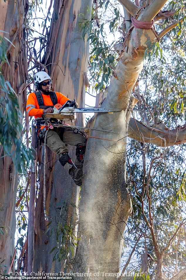 Burlingame's 'City of Trees' Faces Emotional Loss as Iconic Eucalyptus Groves Are Felled
