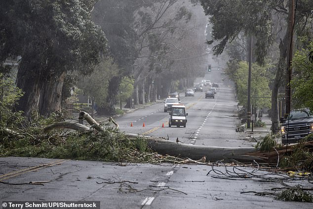 Burlingame's 'City of Trees' Faces Emotional Loss as Iconic Eucalyptus Groves Are Felled
