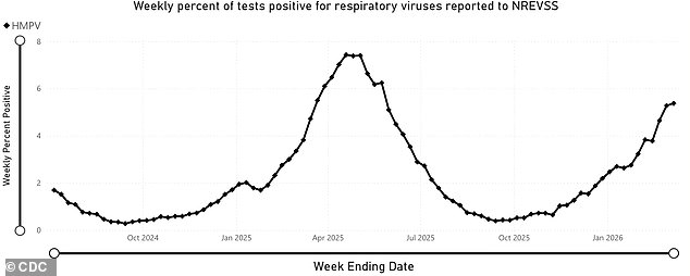 Human Metapneumovirus Surges: CDC Warns of Rising Cases Amid Lack of Vaccine