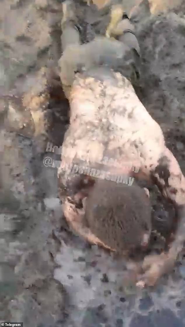 Harrowing Footage Reveals Brutal Treatment of Russian Troops in Ukraine