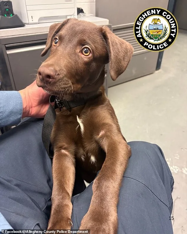 Man Charged with Animal Cruelty After Abandoning Dog at Pittsburgh Airport