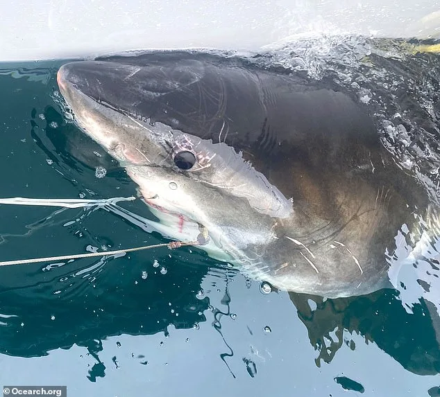 Great White Shark Spotted Near Trump's Florida Resort