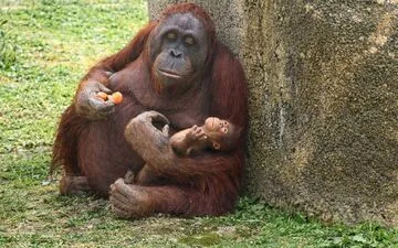 Humpback Whale Rescue: Germany autorizes new attempt.