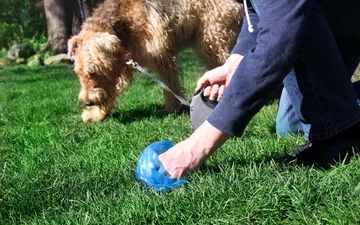 Humpback Whale Rescue: Germany autorizes new attempt.