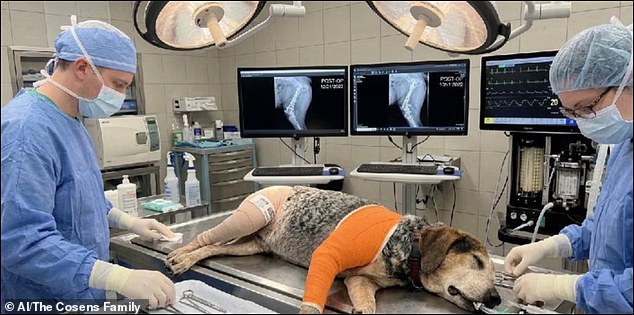 Scammers use AI to fabricate pet emergencies and demand ransom from Florida family.