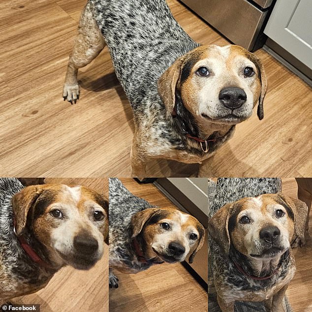 Scammers use AI to fabricate pet emergencies and demand ransom from Florida family.