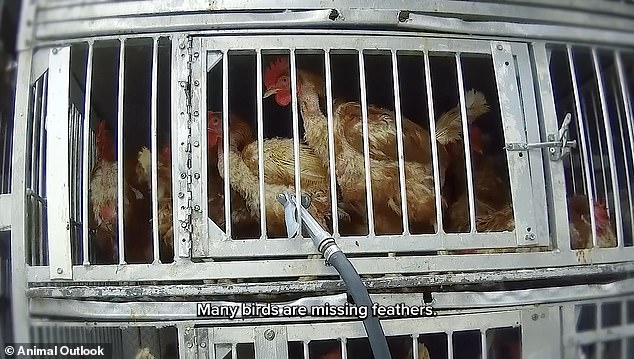 Undercover footage exposes filthy, inhumane conditions in NYC live animal markets.