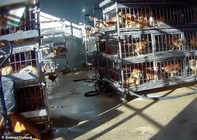Undercover footage exposes filthy, inhumane conditions in NYC live animal markets.