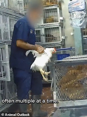 Undercover footage exposes filthy, inhumane conditions in NYC live animal markets.