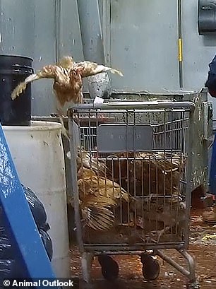 Undercover footage exposes filthy, inhumane conditions in NYC live animal markets.