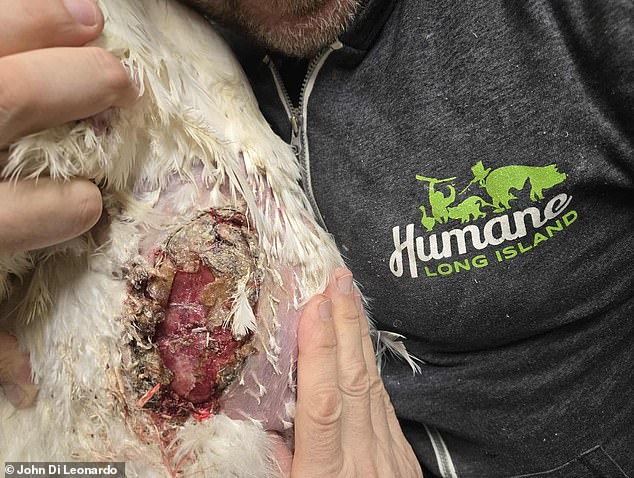 Undercover footage exposes filthy, inhumane conditions in NYC live animal markets.