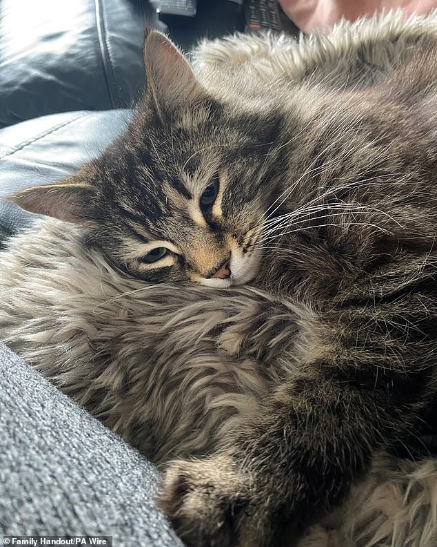 New pet laws spare cat thief from jail after he returns Nora.