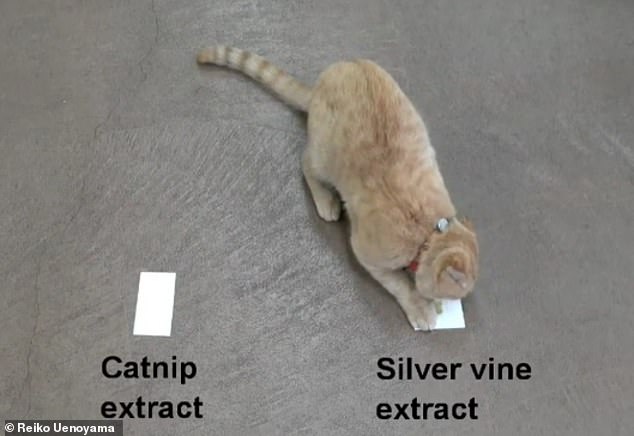 Japanese Researchers Discover Silver Vine Triggers Stronger High Than Catnip