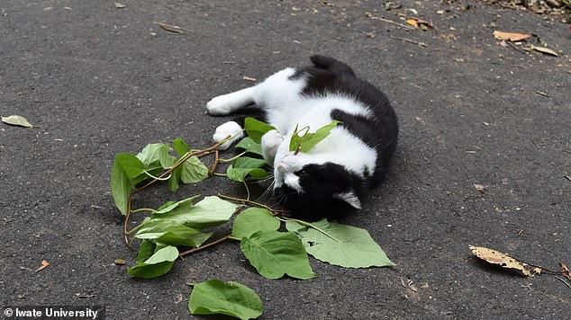 Japanese Researchers Discover Silver Vine Triggers Stronger High Than Catnip