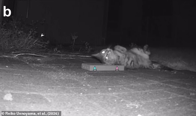Japanese Researchers Discover Silver Vine Triggers Stronger High Than Catnip