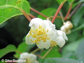 Japanese Researchers Discover Silver Vine Triggers Stronger High Than Catnip