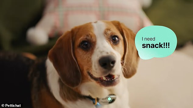 Chinese Startup Launches AI Collar That Claims to Translate Pet Speech