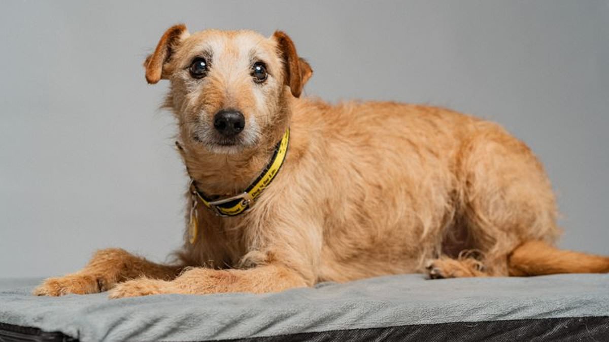 Visual Biases Cause Black Greyhounds And Older Dogs To Struggle For Adoption