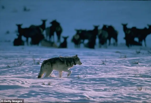 Wyoming Man's Wolf Torture Sparks Outrage and Humor