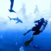 A Scuba Diver's Encounter with Danger: A Story of Shark Attack Survival