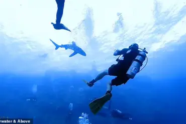 A Scuba Diver's Encounter with Danger: A Story of Shark Attack Survival